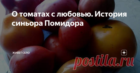 О томатах с любовью. История синьора Помидора Невозможно представить огород без помидоров. Для меня это фаворит среди овощей. Люблю помидоры свежие, маринованные, жареные, вяленые. Сок томатный, кетчупы, различные соусы делю в больших количествах и все за зиму съедается с большим аппетитом. Современная кулинария без...