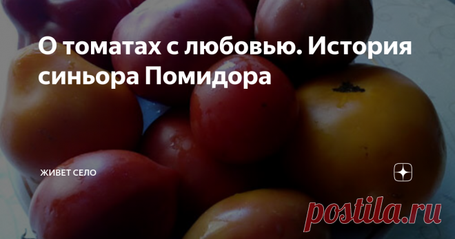 О томатах с любовью. История синьора Помидора Невозможно представить огород без помидоров. Для меня это фаворит среди овощей. Люблю помидоры свежие, маринованные, жареные, вяленые. Сок томатный, кетчупы, различные соусы делю в больших количествах и все за зиму съедается с большим аппетитом. Современная кулинария без...