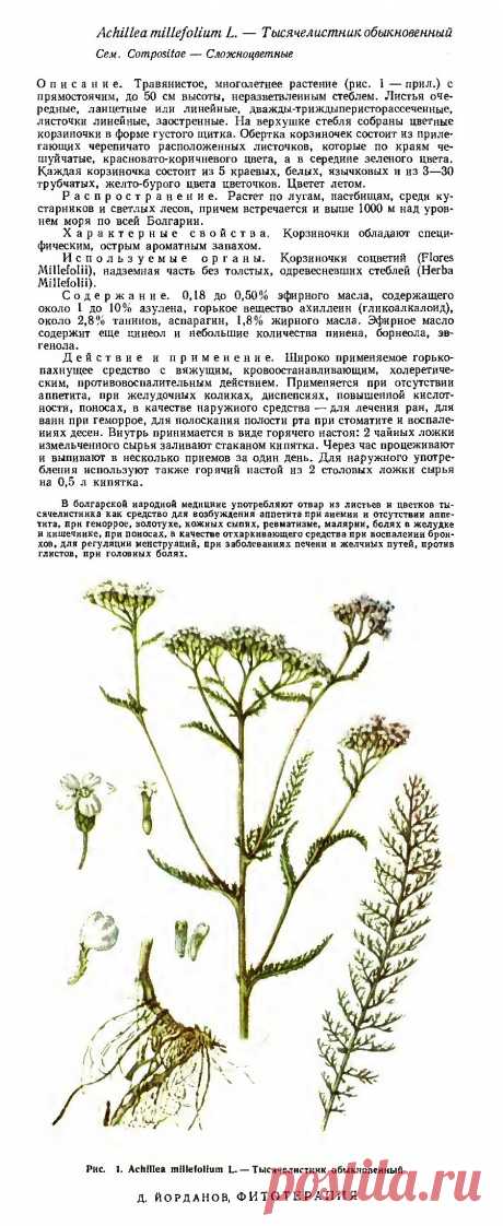 Тысячелистник обыкновенный