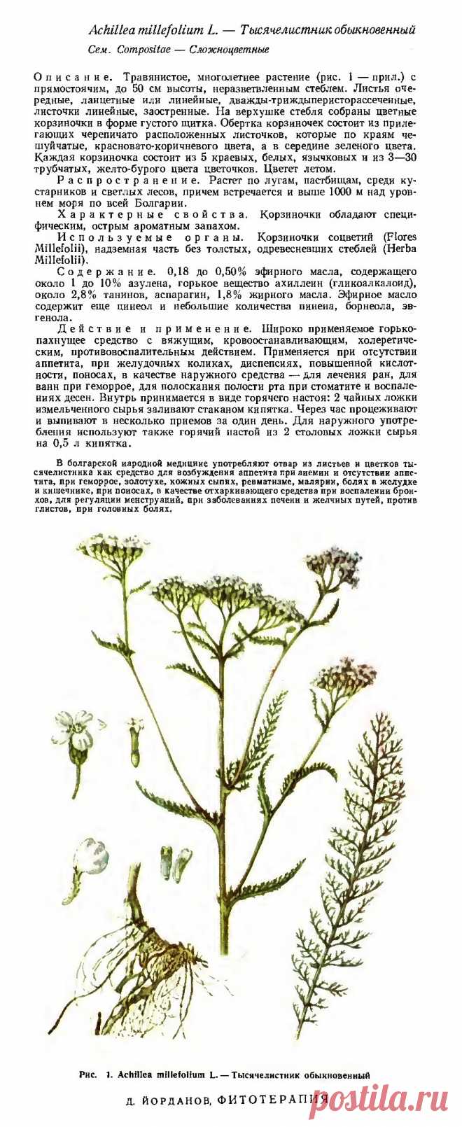 Тысячелистник обыкновенный