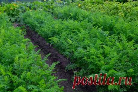 Уход за морковью летом 