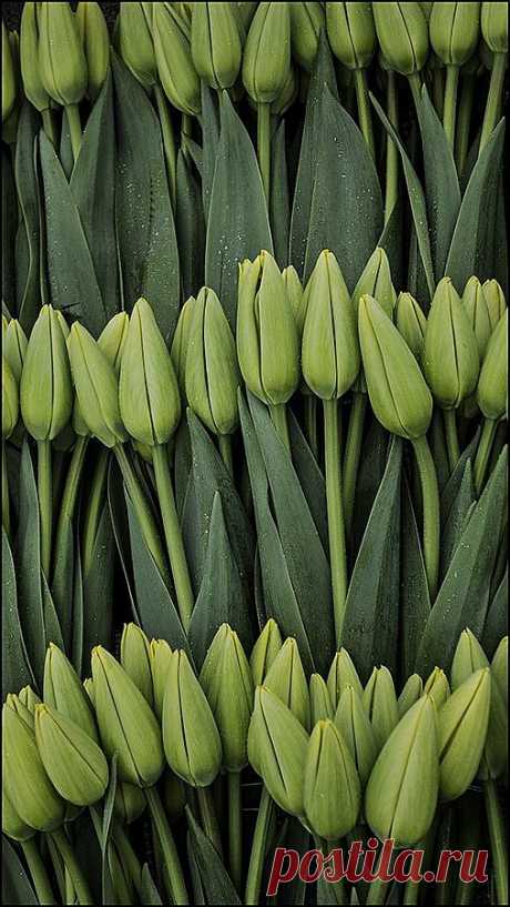 Зеленые тюльпаны
Green tulips | Green