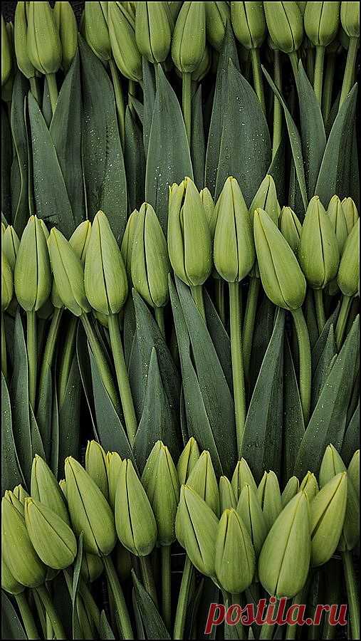 Зеленые тюльпаны
Green tulips | Green