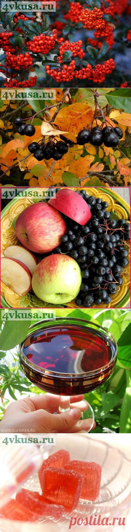 Красное и чёрное. Вкус сезона - РЯБИНА! | 4vkusa.ru