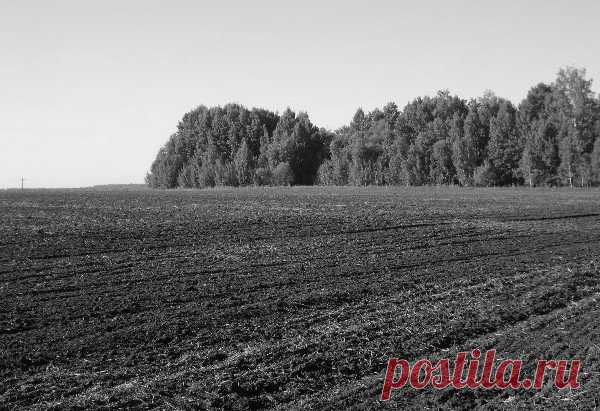 Находка мужчиной на поле, сам не поверил что можно такое найти, стоимость когда узнал обалдел | КОПИЛКА МОНЕТ - КЛАДОВ, НАХОДОК | Яндекс Дзен