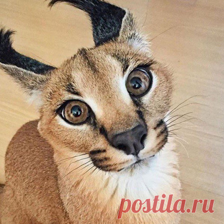 Вот это котики / Surfingbird знает всё, что ты любишь