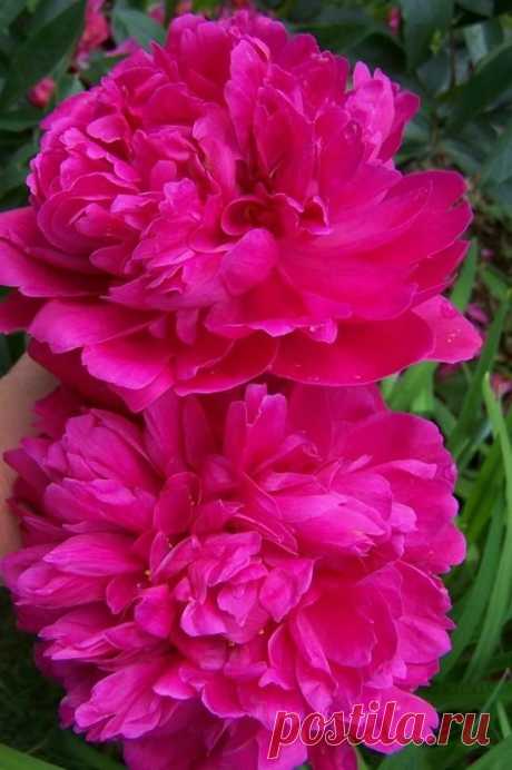 (21) Pinterest