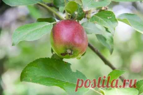 Соседи обзавидовались: как вырастить яблоню, которая дает плоды размером с кулак. Если в первые три года удалять вертикальные побеги и оставлять горизонтальные, дерево тратит силы не на рост веток, а на развитие плодов.