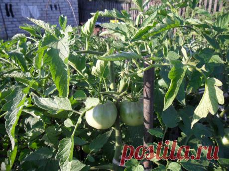 Прищипка верхушек помидоров