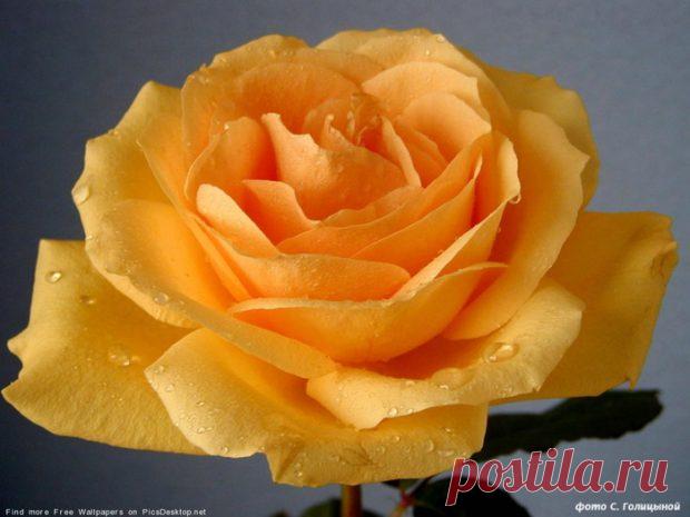 ПРИТЧА О ЦВЕТКЕ ЖИЗНИ И БЕССМЕРТНОМ САДОВНИКЕ Много легенд сложено о тайне Цветка Сердца. Некоторые легенды называют его Цветком Жизни, некоторые говорят о нём как о Золотом Цветке, другие утверждают, что это — Цветок Бессмертия. Все эти названия — не …