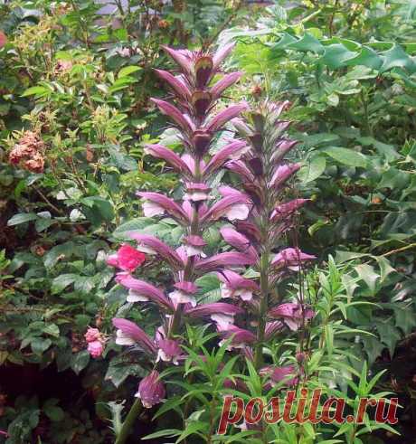 (+1) тема - Редкое для наших краев растение Акант | ОГОРОД БЕЗ ХЛОПОТ