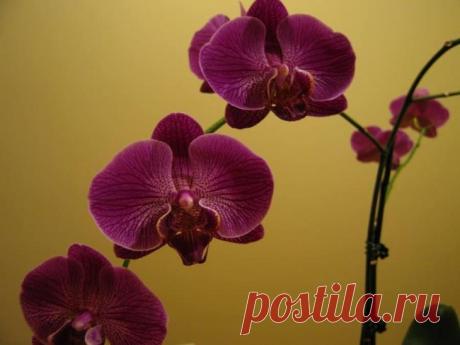 Фаленопсис: размножение орхидеи Основные факты о фаленопсисеПриродная среда произрастания фаленопсиса
Фаленопсис произрастает в Южной и Юго-Восточной Азии, Новой Гвинее, Китае, Индонезии, Филиппинах. Естественная среда его обитания ...