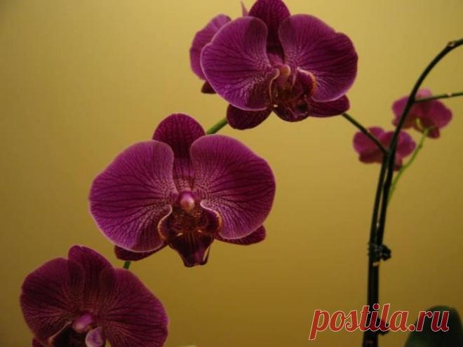 Фаленопсис: размножение орхидеи Основные факты о фаленопсисеПриродная среда произрастания фаленопсиса
Фаленопсис произрастает в Южной и Юго-Восточной Азии, Новой Гвинее, Китае, Индонезии, Филиппинах. Естественная среда его обитания ...