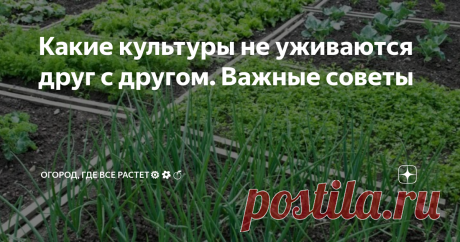 Какие культуры не уживаются друг с другом. Важные советы Растения, растущие рядом, получающие элементы питания из одного слоя почвы, называют конкурентами. Антагонистом считают культуру, угнетающую соседа. Она либо создает тень, либо отравляет почву, воздух вредными соединениями. Растения враги занимают окружающую территорию, вытесняя другие разновидности. Зная, какие культуры не уживаются друг с другом, можно составлять план посадок.
Деревья