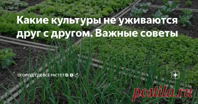 Какие культуры не уживаются друг с другом. Важные советы Растения, растущие рядом, получающие элементы питания из одного слоя почвы, называют конкурентами. Антагонистом считают культуру, угнетающую соседа. Она либо создает тень, либо отравляет почву, воздух вредными соединениями. Растения враги занимают окружающую территорию, вытесняя другие разновидности. Зная, какие культуры не уживаются друг с другом, можно составлять план посадок.
Деревья