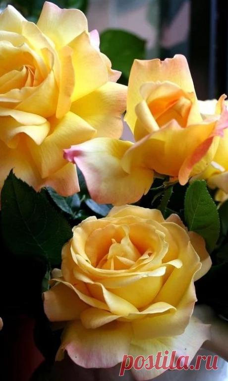 Фотография | цветы