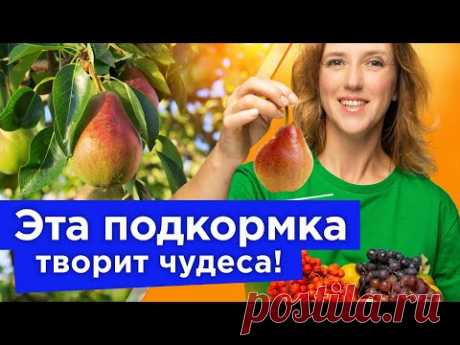 НАСЫПЬТЕ В ПРИСТВОЛЬНЫЙ КРУГ ПЛОДОВЫХ ЭТОТ ПОРОШОК, и в следующем году ветки будут усыпаны урожаем