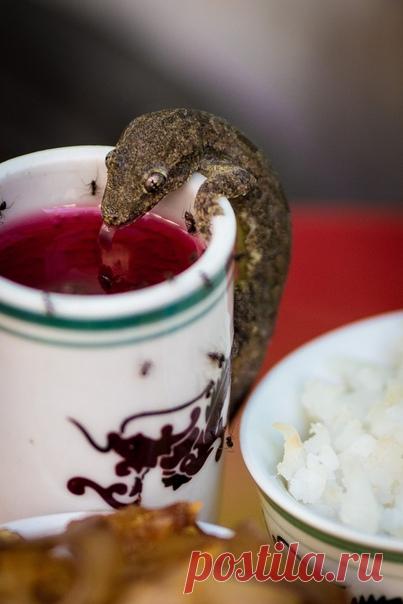 Дракон или геккон? Снимал Антон Анненков – nat-geo.ru/photo/user/123552