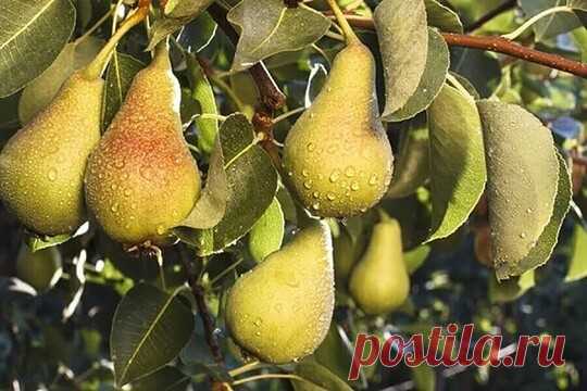 ХОРОШИЕ СОСЕДИ ДЛЯ ГРУШИ НА УЧАСТКЕ... 
 
 Груши других сортов. Груши большинства сортов груш – самоопыляемые растения, однако наличие рядом растения-опылителя может увеличить урожайность и качество плодов. 

 Яблони. У обоих деревьев схожие требования к условиям произрастания и уходу. Кроме того, яблони еще и совместимые опылители для груш. Главное, выбирайте яблони таких сортов, которые цветут в то же время, что и ваша груша. Правда, при посадке располагайте деревья на р...