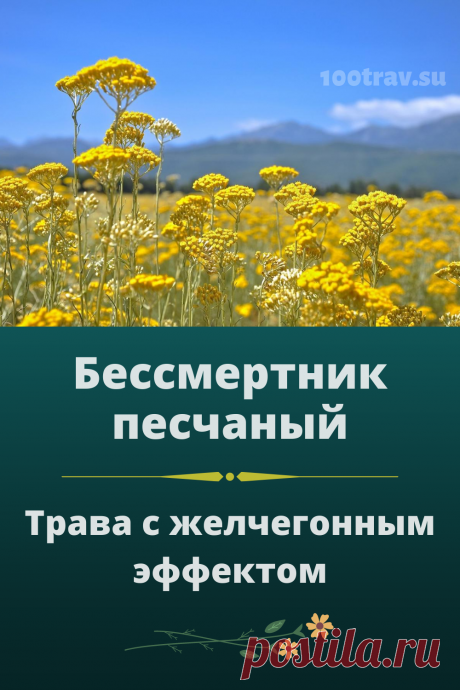 Препараты бессмертника стимулируют выделение желудочных переваривающих ферментов, одновременно замедляя эвакуаторную функцию желудка и кишечника, способствуют лучшему перевариванию пищи; активизируют внешнесекреторную деятельность поджелудочной железы; действуют антиспастически на гладкие мышцы кишечной стенки, расширяют кровеносные сосуды кишечника. Препараты бессмертника применяют для лечения холециститов, холецистоангиохолитов, гепатитов, желчно-каменной болезни. Они усиливают секрецию желчи