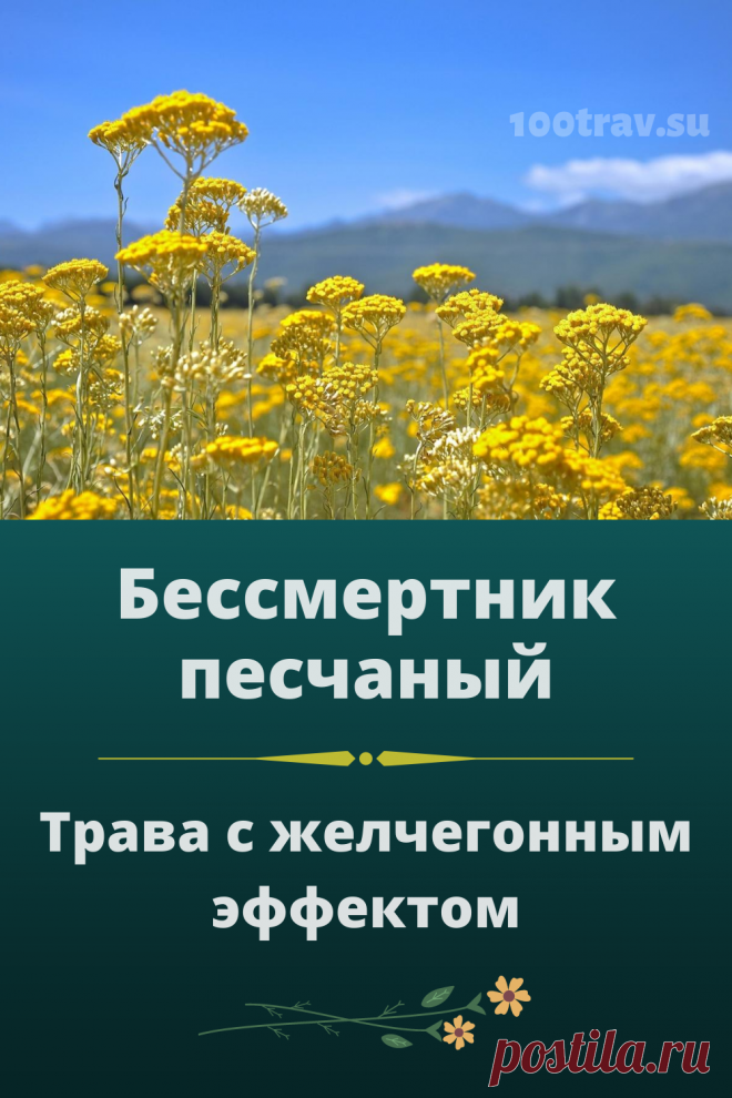 Препараты бессмертника стимулируют выделение желудочных переваривающих ферментов, одновременно замедляя эвакуаторную функцию желудка и кишечника, способствуют лучшему перевариванию пищи; активизируют внешнесекреторную деятельность поджелудочной железы; действуют антиспастически на гладкие мышцы кишечной стенки, расширяют кровеносные сосуды кишечника. Препараты бессмертника применяют для лечения холециститов, холецистоангиохолитов, гепатитов, желчно-каменной болезни. Они усиливают секрецию желчи