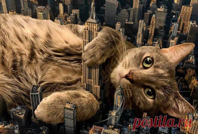 Этот художник добавляет на фотографии огромных котов. Как будто они захватывают мир! – Wi-Fi.ru