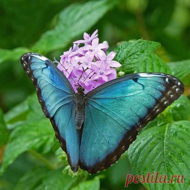 Morpho Butterfly