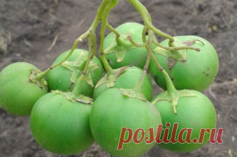 С чистого листа. Почему лучше выращивать картофель из семян? Почему стоит вырастить картофель из семян. Хотя бы иногда.