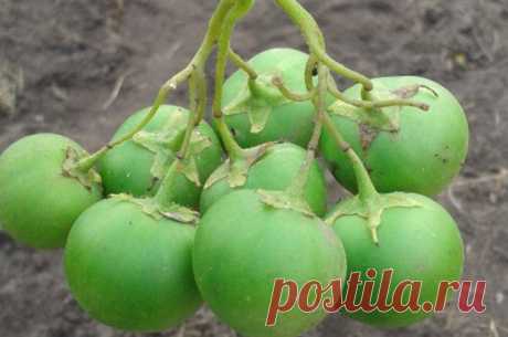 С чистого листа. Почему лучше выращивать картофель из семян? Почему стоит вырастить картофель из семян. Хотя бы иногда.