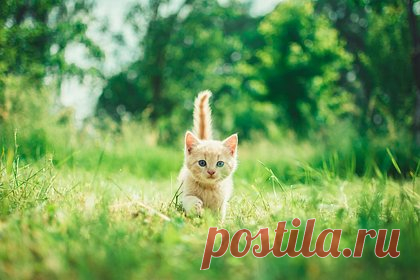 Котенка спасли с помощью мяуканья