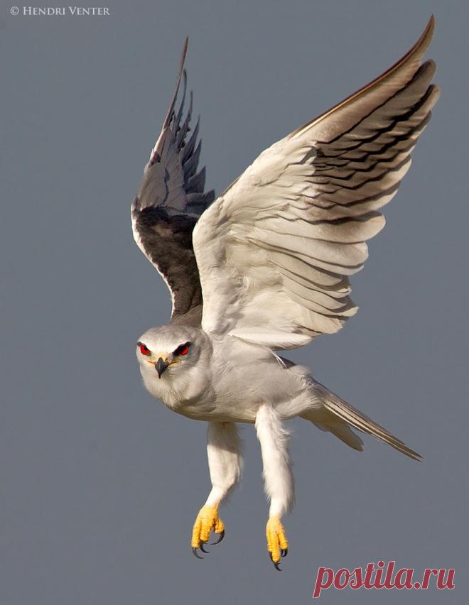 Black-Shouldered Kite, Kruger National Park, South Africa.  Photograph - Black-Shouldered Kite.  by Hendri Vener on 500px