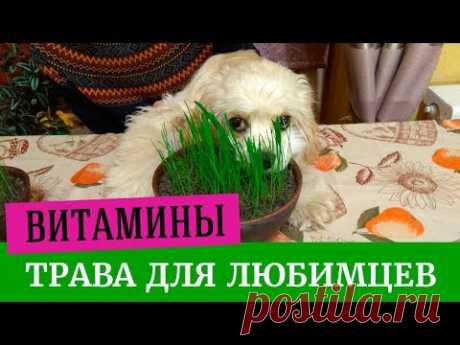 Выращиваем траву для животных легко