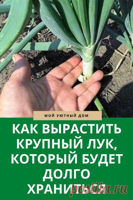 Совет как вырастить крупный лук