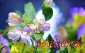 Цветы обои на рабочий стол - страница 7