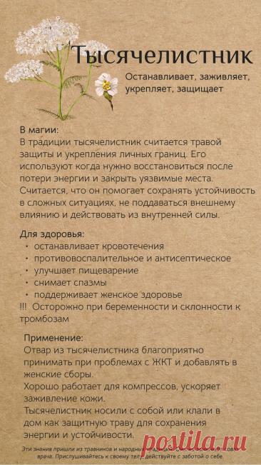 Тысячелистник для здоровья и в магии