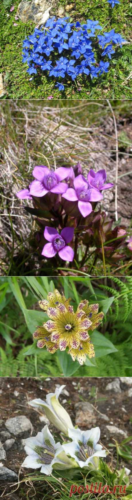 Ботаничка.ru | Горечавка. Уход, выращивание, размножение. Декоративно-цветущие. Виды. . Садовые растения. Фото.