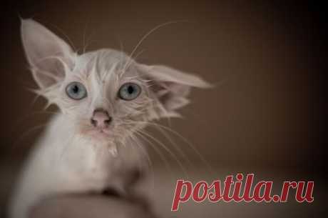 The Best Cat Blog In The Business - Cat Lyfe