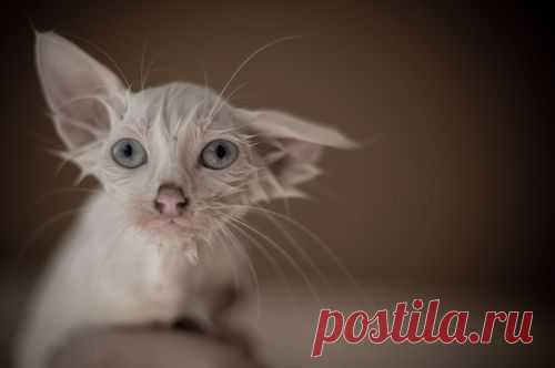 The Best Cat Blog In The Business - Cat Lyfe