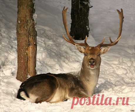 Happy Stag in the Snow..... I would like to wish all my contacts, friends and everyone on Flickr a very Happy Christmas and a Happy and Healthy New Year, thank you all for your kind comments this year and your kind well wishes, i am still having tests and will be into the New Year, but not feeling to bad now...  Take care all and see you in 2017 xx