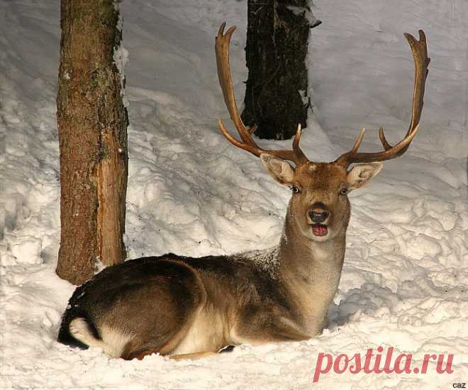 Happy Stag in the Snow..... I would like to wish all my contacts, friends and everyone on Flickr a very Happy Christmas and a Happy and Healthy New Year, thank you all for your kind comments this year and your kind well wishes, i am still having tests and will be into the New Year, but not feeling to bad now...  Take care all and see you in 2017 xx