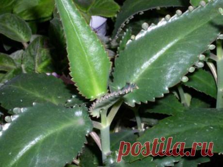 Комнатные растения лечат простуду: 5 домашних целителей