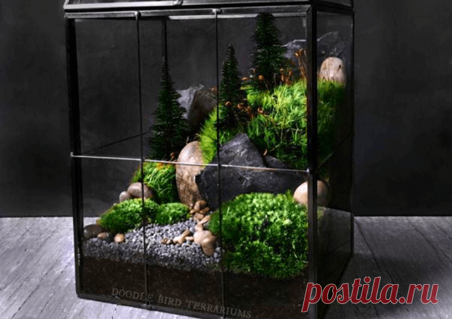 Флорариумы: виды, описание, идеи оформления ~ Planetalsad