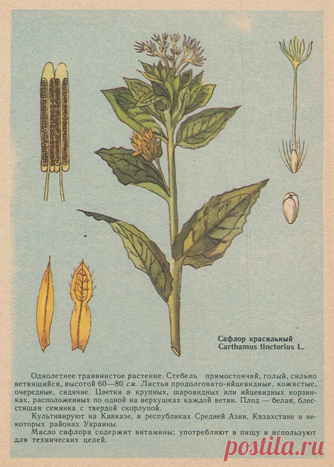 Сафлор красильный