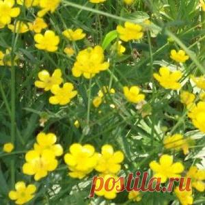 Чистотел – лечебные свойства, противопоказания и рецепты