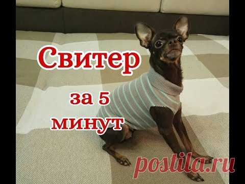 Свитер для собаки и кошки за 5 минут