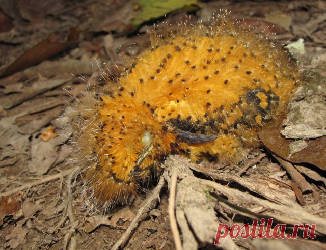 10 примеров необычной мимикрии под насекомых | Чёрт побери У опасных ядовитых насекомых есть масса подражателей. Причем самозванцы попадаются не только среди представителей родного класса, но также среди других животных и даже растений.  Птенцы серой аулии, обитающей в тропических лесах Перу, появляются на свет облаченными в яркое оранжевое оперенье с черными вкраплениями. Так беззащитные перед хищниками новорожденные уподобляются ядовитой оранжевой гусенице. А чтобы маска...