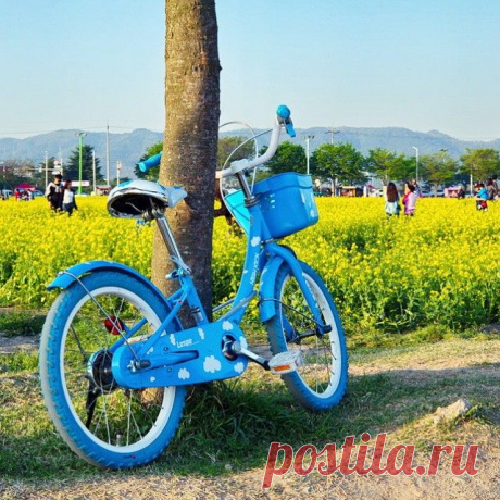 Еще #Кёнджу, сурепки и голубых великов.

#Gyeongju #경주 #Корея #Korea #SouthKorea #한국 #весна #travelKorea #koreatrip2015 #koreatrip #жёлтый #yellow #flowers #꽃 #цветы #сурепка #голубой  #blue #ig_korea #korea_insta #igkorea