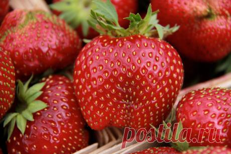 сбор урожая клубники