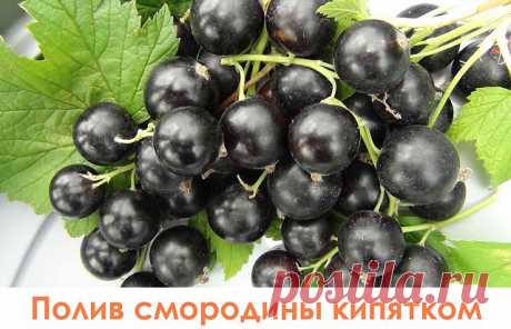 (49) Одноклассники
