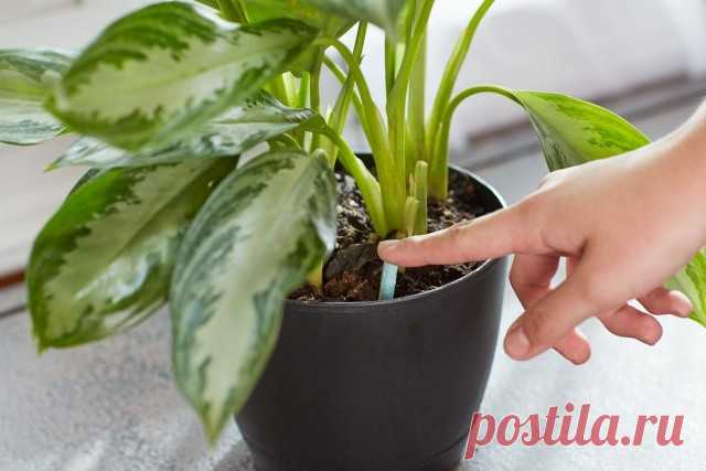 Когда и как подкармливать комнатные растения?. Ботаничка.ru